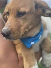 SAMSON, Hund, Mischlingshund in Rumänien - Bild 2