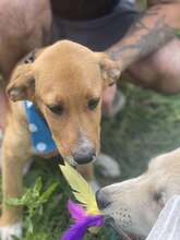 SAMSON, Hund, Mischlingshund in Rumänien - Bild 5