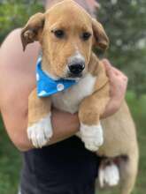 SAMSON, Hund, Mischlingshund in Rumänien - Bild 6
