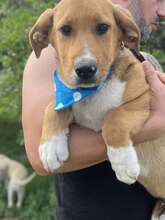 SAMSON, Hund, Mischlingshund in Rumänien - Bild 7