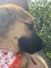 SISSY, Hund, Mischlingshund in Rumänien - Bild 7