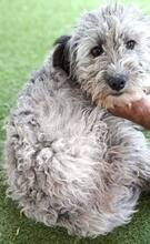 LOKI, Hund, Mischlingshund in Rumänien - Bild 12