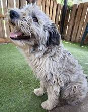 LOKI, Hund, Mischlingshund in Rumänien - Bild 13