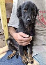 REX, Hund, Mischlingshund in Rumänien - Bild 1