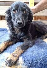 REX, Hund, Mischlingshund in Rumänien - Bild 10