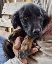 REX, Hund, Mischlingshund in Rumänien - Bild 11