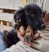 REX, Hund, Mischlingshund in Rumänien - Bild 12