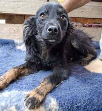 REX, Hund, Mischlingshund in Rumänien - Bild 14
