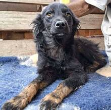 REX, Hund, Mischlingshund in Rumänien - Bild 4