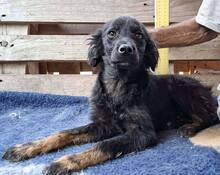 REX, Hund, Mischlingshund in Rumänien - Bild 5