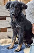 REX, Hund, Mischlingshund in Rumänien - Bild 6