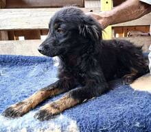 REX, Hund, Mischlingshund in Rumänien - Bild 7
