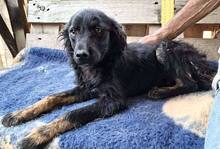 REX, Hund, Mischlingshund in Rumänien - Bild 8