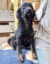 REX, Hund, Mischlingshund in Rumänien - Bild 9