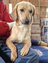 ELODIE, Hund, Mischlingshund in Rumänien - Bild 1