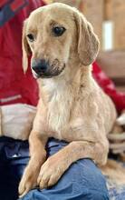 ELODIE, Hund, Mischlingshund in Rumänien - Bild 10