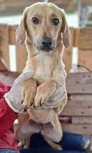 ELODIE, Hund, Mischlingshund in Rumänien - Bild 11