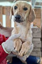 ELODIE, Hund, Mischlingshund in Rumänien - Bild 12