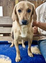 ELODIE, Hund, Mischlingshund in Rumänien - Bild 13