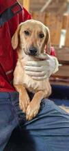 ELODIE, Hund, Mischlingshund in Rumänien - Bild 14
