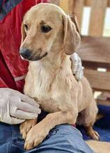 ELODIE, Hund, Mischlingshund in Rumänien - Bild 15
