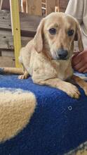 ELODIE, Hund, Mischlingshund in Rumänien - Bild 2
