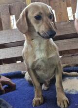 ELODIE, Hund, Mischlingshund in Rumänien - Bild 3