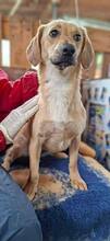 ELODIE, Hund, Mischlingshund in Rumänien - Bild 5