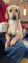 ELODIE, Hund, Mischlingshund in Rumänien - Bild 7