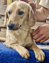 ELODIE, Hund, Mischlingshund in Rumänien - Bild 8