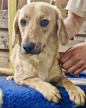 ELODIE, Hund, Mischlingshund in Rumänien - Bild 9