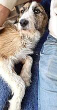 AMY, Hund, Mischlingshund in Rumänien - Bild 10