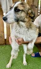 AMY, Hund, Mischlingshund in Rumänien - Bild 12