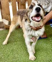 AMY, Hund, Mischlingshund in Rumänien - Bild 13