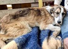 AMY, Hund, Mischlingshund in Rumänien - Bild 14
