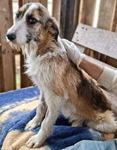 AMY, Hund, Mischlingshund in Rumänien - Bild 15