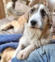 AMY, Hund, Mischlingshund in Rumänien - Bild 2