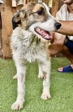 AMY, Hund, Mischlingshund in Rumänien - Bild 7
