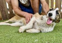 AMY, Hund, Mischlingshund in Rumänien - Bild 8