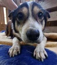 JAMES, Hund, Mischlingshund in Belgien - Bild 1