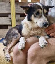 JAMES, Hund, Mischlingshund in Belgien - Bild 10