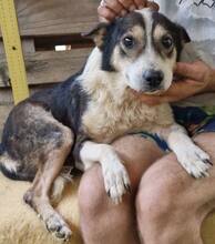 JAMES, Hund, Mischlingshund in Belgien - Bild 11