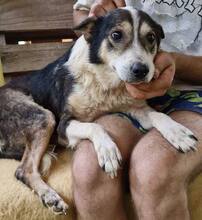 JAMES, Hund, Mischlingshund in Belgien - Bild 12