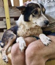 JAMES, Hund, Mischlingshund in Belgien - Bild 13