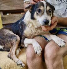 JAMES, Hund, Mischlingshund in Belgien - Bild 14