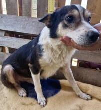 JAMES, Hund, Mischlingshund in Belgien - Bild 15