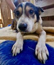 JAMES, Hund, Mischlingshund in Belgien - Bild 2