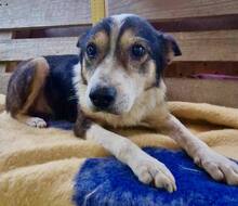 JAMES, Hund, Mischlingshund in Belgien - Bild 3