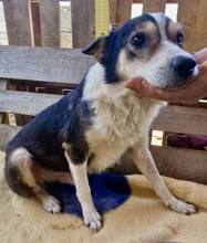JAMES, Hund, Mischlingshund in Belgien - Bild 4