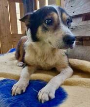JAMES, Hund, Mischlingshund in Belgien - Bild 5